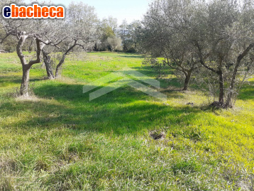 terreno agricolo in vendita a Guardialfiera