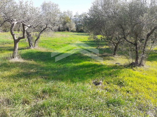 terreno agricolo in vendita a Guardialfiera