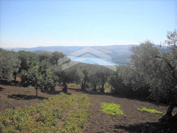 terreno agricolo in vendita a Guardialfiera