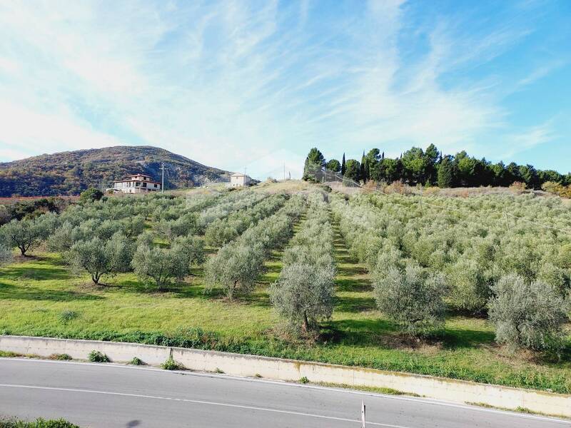 terreno agricolo in vendita a Guardialfiera