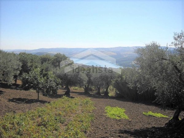 terreno agricolo in vendita a Guardialfiera