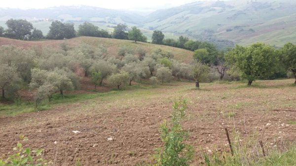terreno agricolo in vendita a Guardialfiera