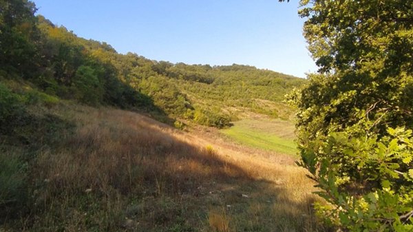 terreno agricolo in vendita a Guardialfiera