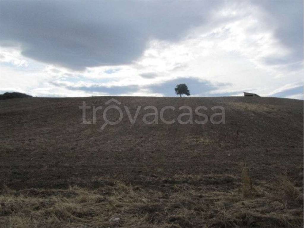 terreno agricolo in vendita a Guglionesi