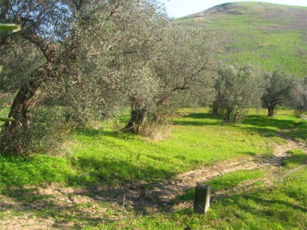 terreno agricolo in vendita a Guglionesi