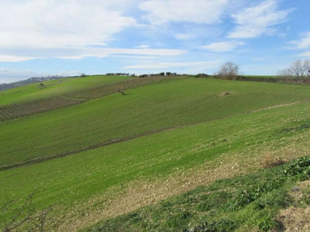 terreno agricolo in vendita a Guglionesi