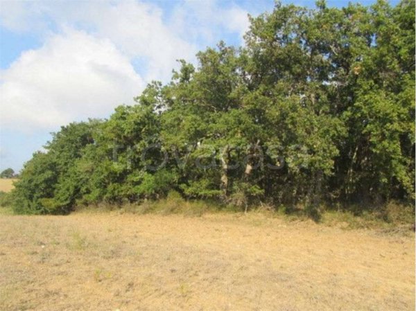 terreno agricolo in vendita a Guglionesi