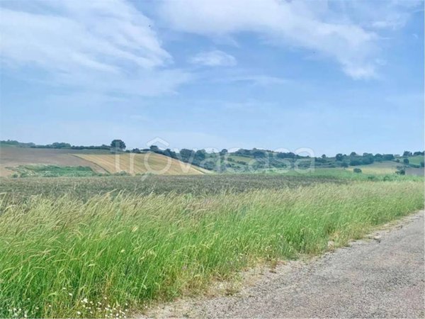 terreno agricolo in vendita a Guglionesi