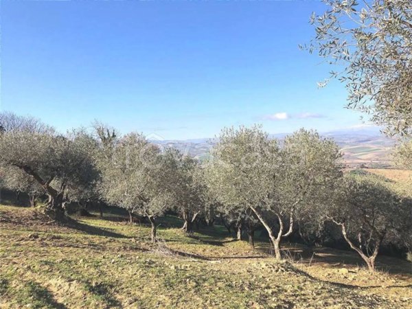 terreno agricolo in vendita a Guglionesi
