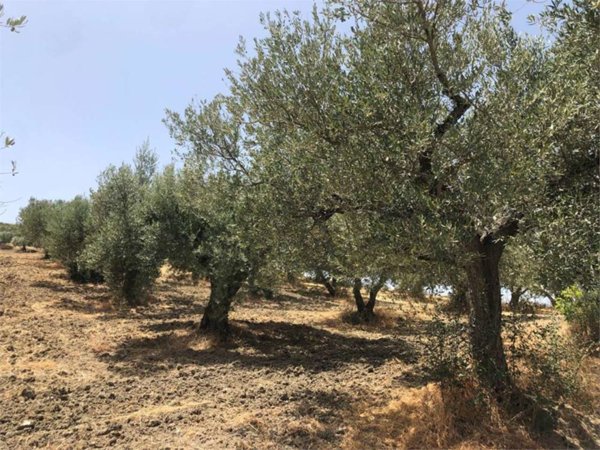 terreno agricolo in vendita a Guglionesi