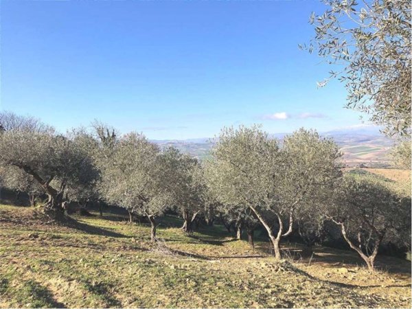 terreno agricolo in vendita a Guglionesi
