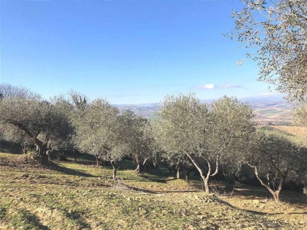 terreno agricolo in vendita a Guglionesi