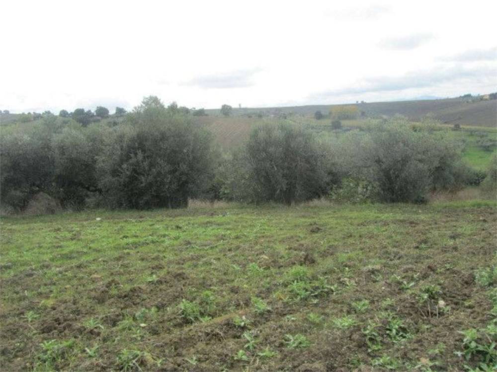 terreno agricolo in vendita a Guglionesi