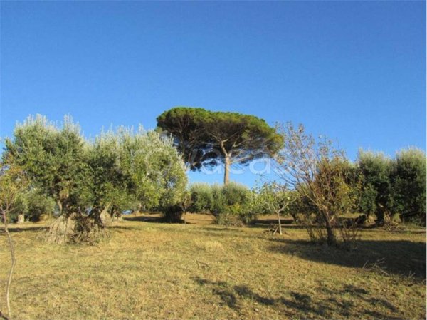 terreno agricolo in vendita a Guglionesi