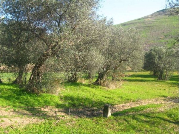 terreno agricolo in vendita a Guglionesi