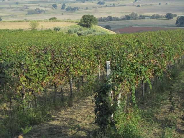 terreno agricolo in vendita a Guglionesi