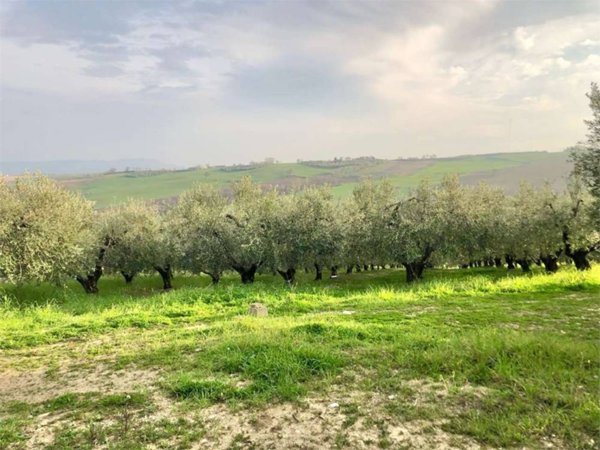 terreno agricolo in vendita a Guglionesi