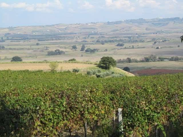 terreno agricolo in vendita a Guglionesi
