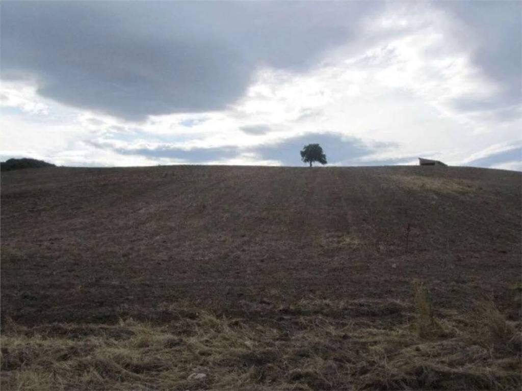 terreno agricolo in vendita a Guglionesi