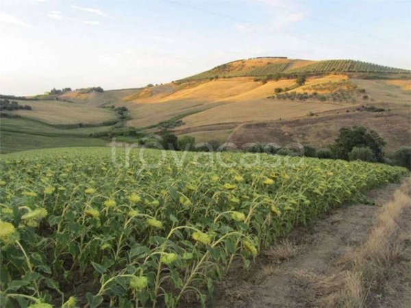 terreno agricolo in vendita a Guglionesi