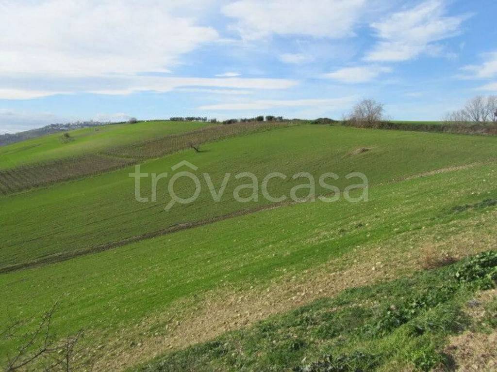 terreno agricolo in vendita a Guglionesi