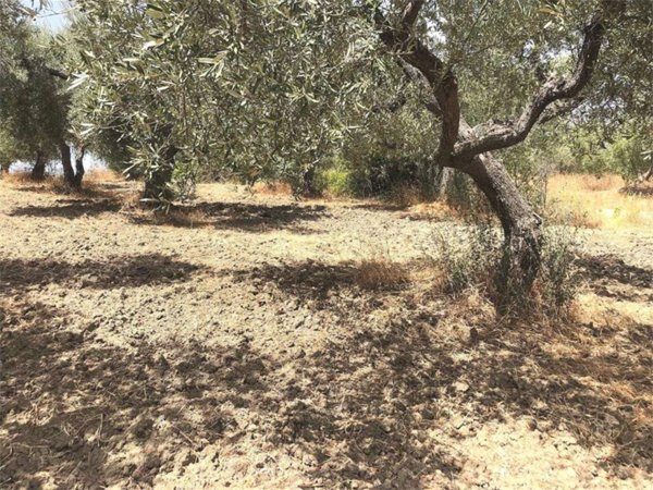 terreno agricolo in vendita a Guglionesi