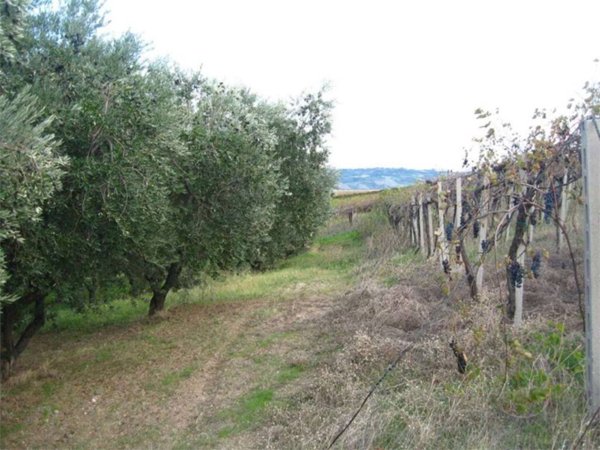 terreno agricolo in vendita a Guglionesi