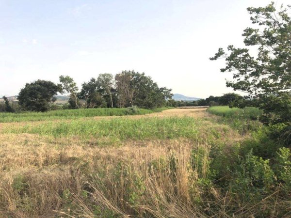terreno agricolo in vendita a Guglionesi