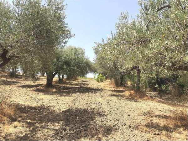 terreno agricolo in vendita a Guglionesi