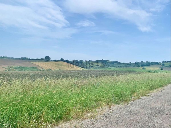 terreno agricolo in vendita a Guglionesi