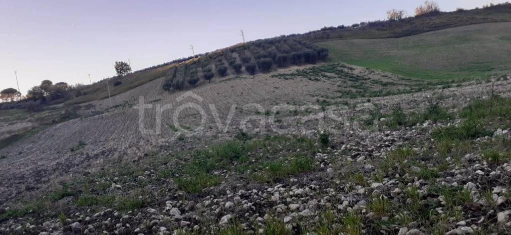 terreno agricolo in vendita a Larino