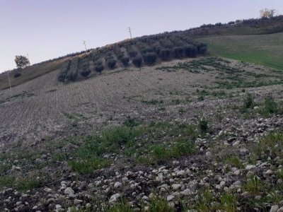 terreno agricolo in vendita a Larino