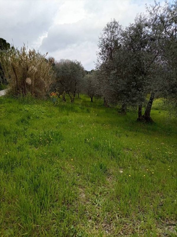 terreno agricolo in vendita a Larino