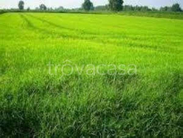 terreno agricolo in vendita a Larino
