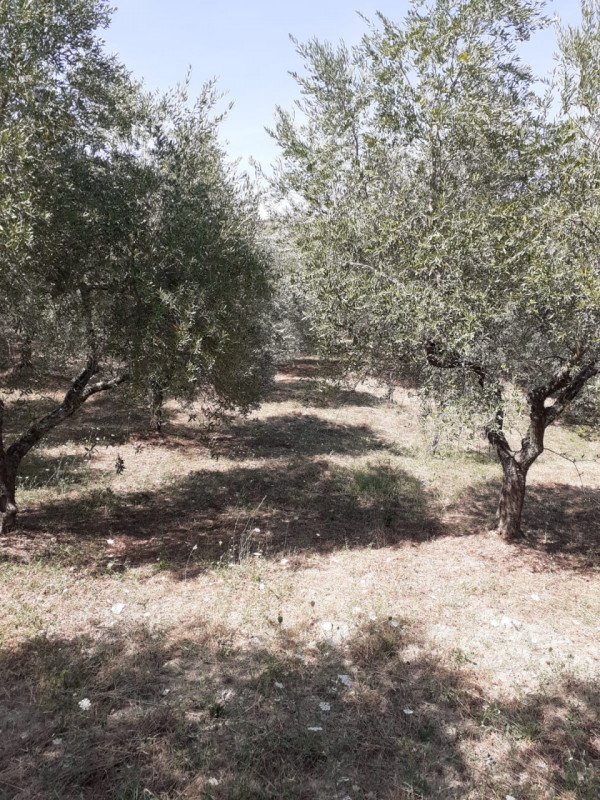 terreno agricolo in vendita a Lucito