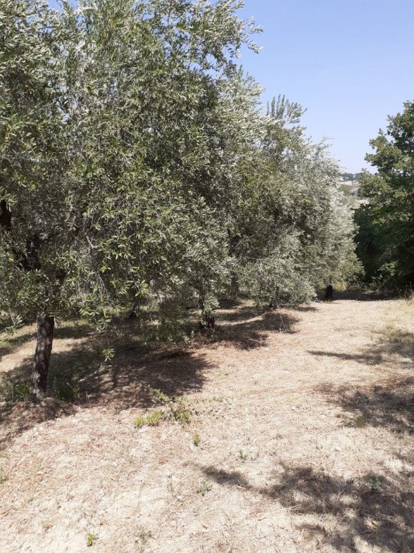 terreno agricolo in vendita a Lucito