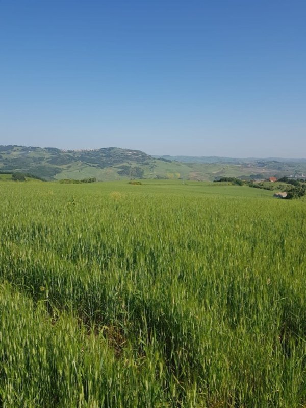 terreno agricolo in vendita a Mafalda