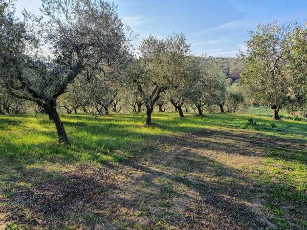 terreno agricolo in vendita a Montenero di Bisaccia