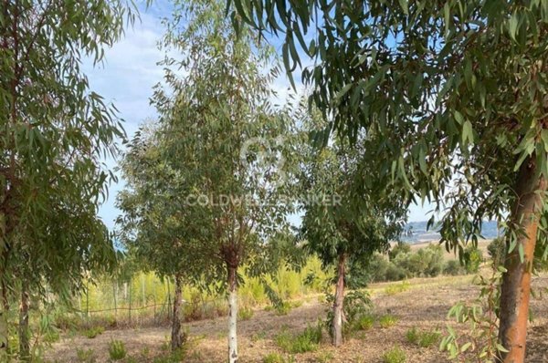 casa indipendente in vendita a Montenero di Bisaccia