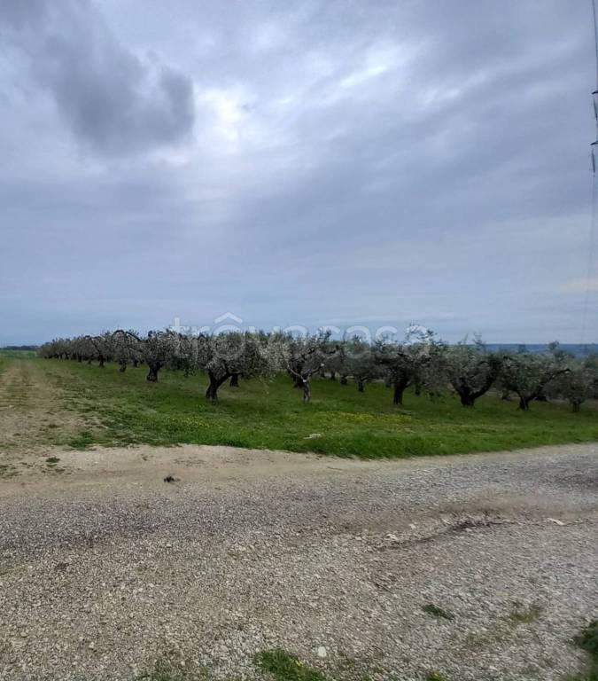 terreno agricolo in vendita a Petacciato