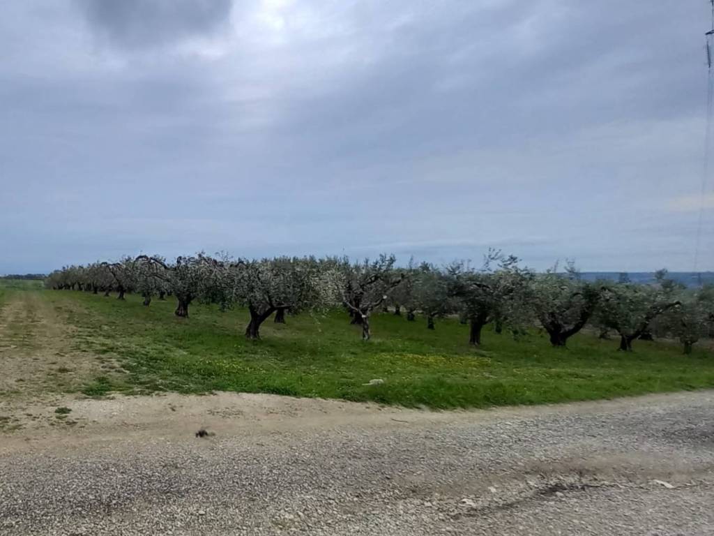 terreno agricolo in vendita a Petacciato