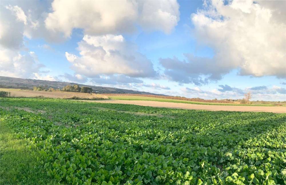 terreno agricolo in vendita a Portocannone
