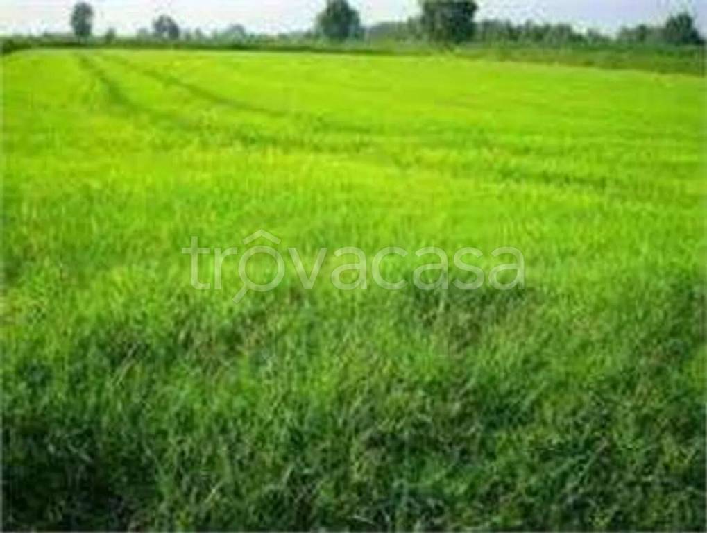terreno agricolo in vendita a Portocannone
