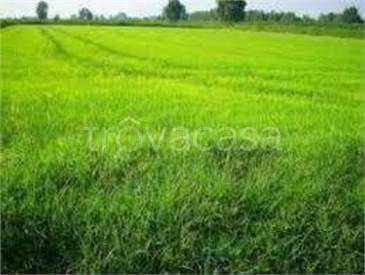 terreno agricolo in vendita a Portocannone
