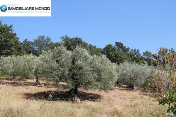terreno agricolo in vendita a San Giacomo degli Schiavoni