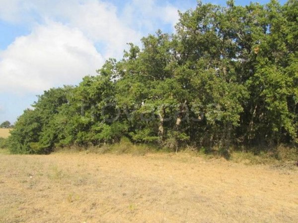 terreno agricolo in vendita a San Giacomo degli Schiavoni