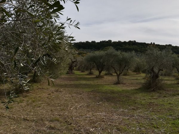 terreno agricolo in vendita a San Giacomo degli Schiavoni
