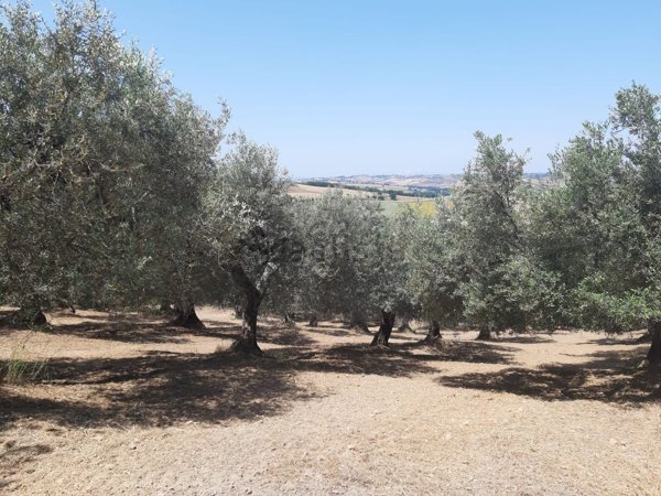 terreno agricolo a San Giacomo degli Schiavoni in zona Colle della Stella