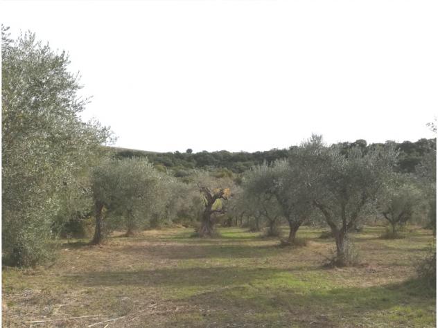 terreno agricolo in vendita a San Giacomo degli Schiavoni