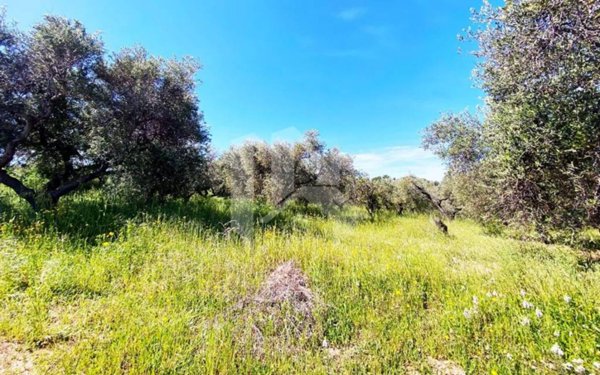 terreno agricolo in vendita a Termoli